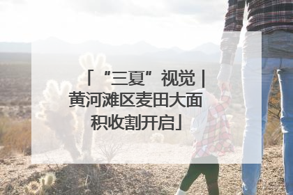 “三夏”视觉｜黄河滩区麦田大面积收割开启
