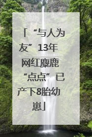 “与人为友”13年 网红麋鹿“点点”已产下8胎幼崽