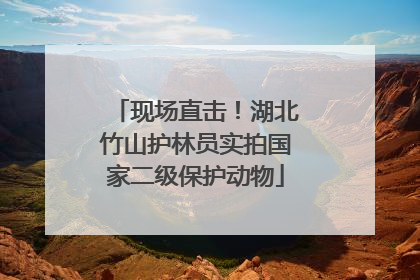 现场直击！湖北竹山护林员实拍国家二级保护动物