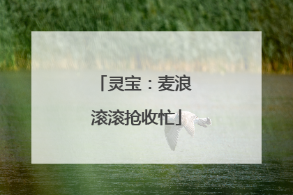 灵宝：麦浪滚滚抢收忙