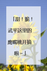 甜！脆！武平这里的鹰嘴桃开摘啦～