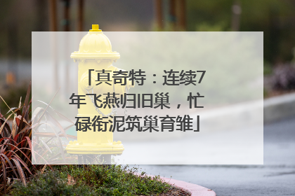 真奇特：连续7年飞燕归旧巢，忙碌衔泥筑巢育雏