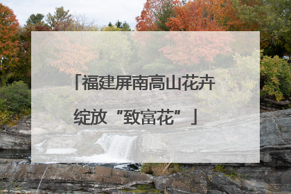 福建屏南高山花卉绽放“致富花”