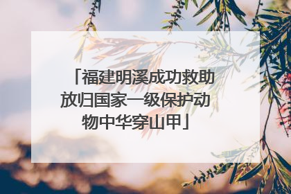 福建明溪成功救助放归国家一级保护动物中华穿山甲