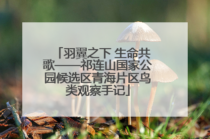羽翼之下 生命共歌——祁连山国家公园候选区青海片区鸟类观察手记