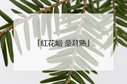 红花峪 桑葚熟