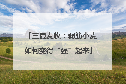 三夏麦收：弱筋小麦如何变得“强”起来