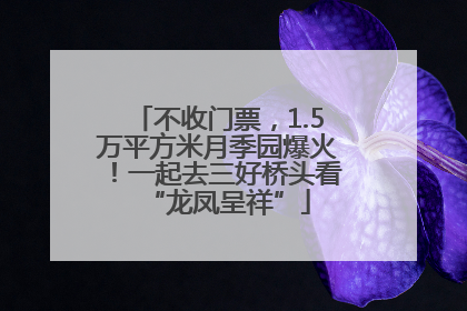 不收门票，1.5万平方米月季园爆火！一起去三好桥头看“龙凤呈祥”