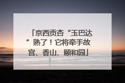 京西贡杏“玉巴达”熟了！它将牵手故宫、香山、颐和园