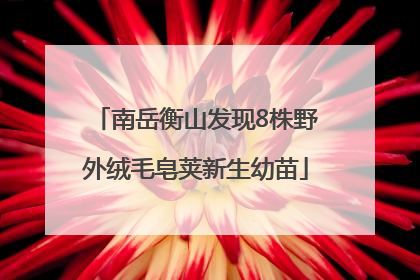 南岳衡山发现8株野外绒毛皂荚新生幼苗