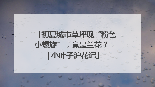 初夏城市草坪现“粉色小螺旋”，竟是兰花？ | 小叶子沪花记