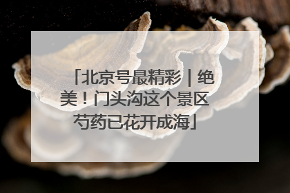 北京号最精彩｜绝美！门头沟这个景区芍药已花开成海