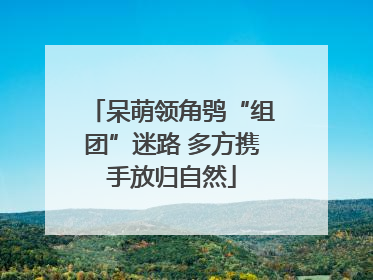 呆萌领角鸮“组团”迷路 多方携手放归自然