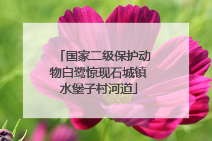 国家二级保护动物白鹭惊现石城镇水堡子村河道