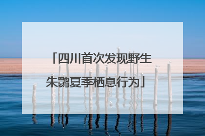 四川首次发现野生朱鹮夏季栖息行为