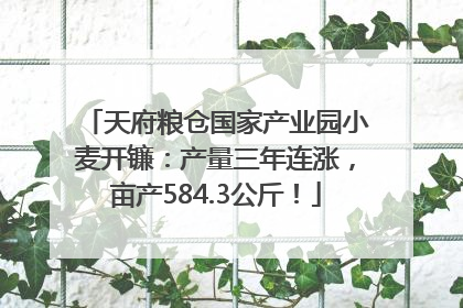 天府粮仓国家产业园小麦开镰：产量三年连涨，亩产584.3公斤！