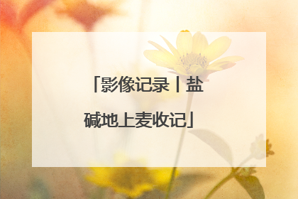 影像记录丨盐碱地上麦收记