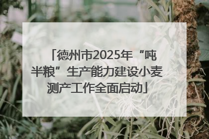 德州市2025年“吨半粮”生产能力建设小麦测产工作全面启动