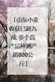 山东小麦收获已超九成 多个高产品种测产超800公斤