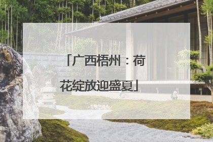 广西梧州：荷花绽放迎盛夏