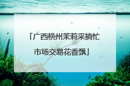广西横州茉莉采摘忙 市场交易花香飘