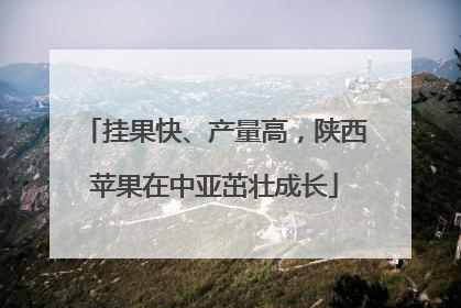 挂果快、产量高，陕西苹果在中亚茁壮成长