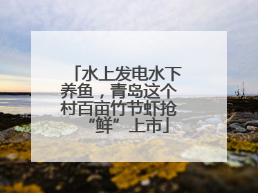 水上发电水下养鱼，青岛这个村百亩竹节虾抢“鲜”上市