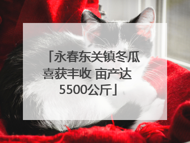 永春东关镇冬瓜喜获丰收 亩产达5500公斤