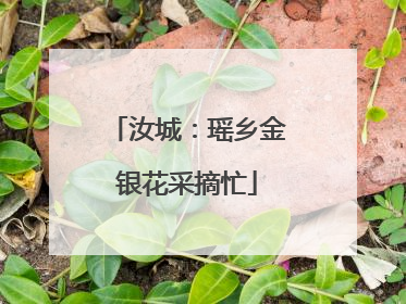 汝城：瑶乡金银花采摘忙