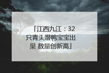 江西九江：32只青头潜鸭宝宝出巢 数量创新高