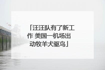 汪汪队有了新工作 美国一机场出动牧羊犬驱鸟