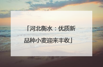 河北衡水：优质新品种小麦迎来丰收