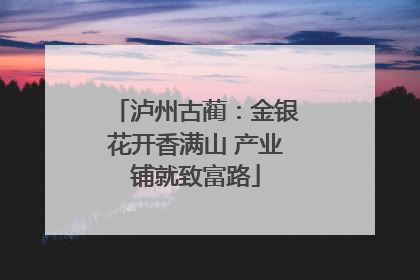 泸州古蔺：金银花开香满山 产业铺就致富路