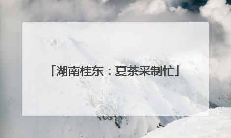 湖南桂东：夏茶采制忙