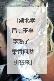 湖北孝昌：玉皇李熟了，果香四溢引客来