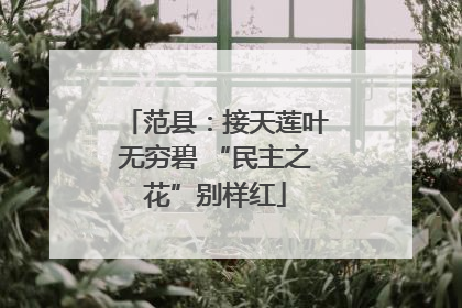 范县：接天莲叶无穷碧 “民主之花”别样红