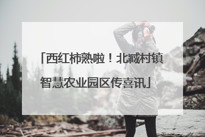西红柿熟啦！北臧村镇智慧农业园区传喜讯