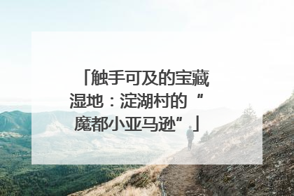 触手可及的宝藏湿地：淀湖村的“魔都小亚马逊”