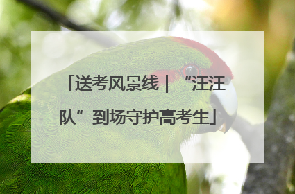 送考风景线｜“汪汪队”到场守护高考生