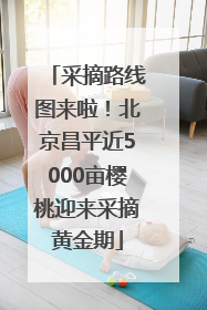 采摘路线图来啦！北京昌平近5000亩樱桃迎来采摘黄金期