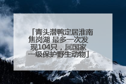 青头潜鸭定居淮南焦岗湖 最多一次发现104只，属国家一级保护野生动物