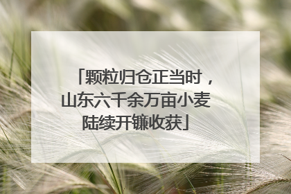 颗粒归仓正当时，山东六千余万亩小麦陆续开镰收获