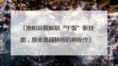 黑帽悬猴解锁“干饭”新技能，原来是园林师的神操作